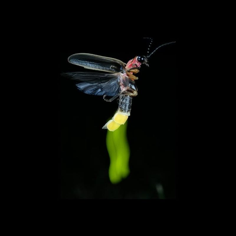 Low Light Pollution And Minimal Pesticide Use Nearby