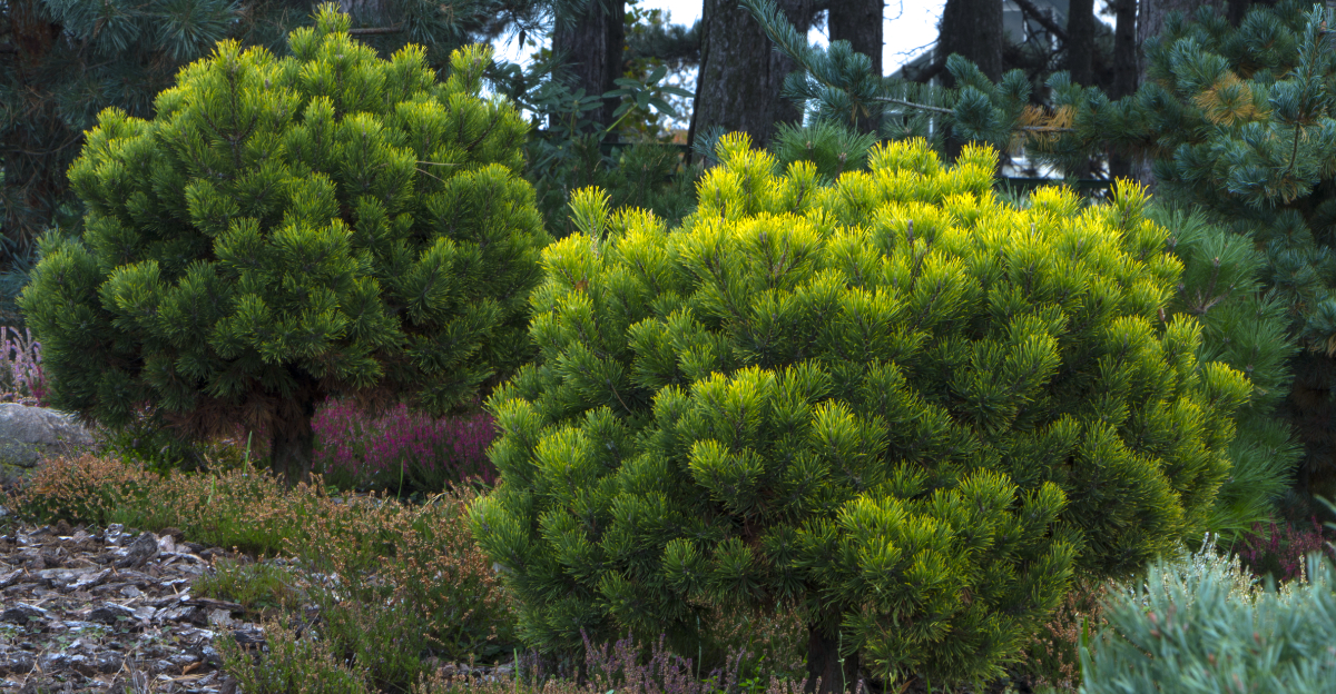 dwarf evergreen