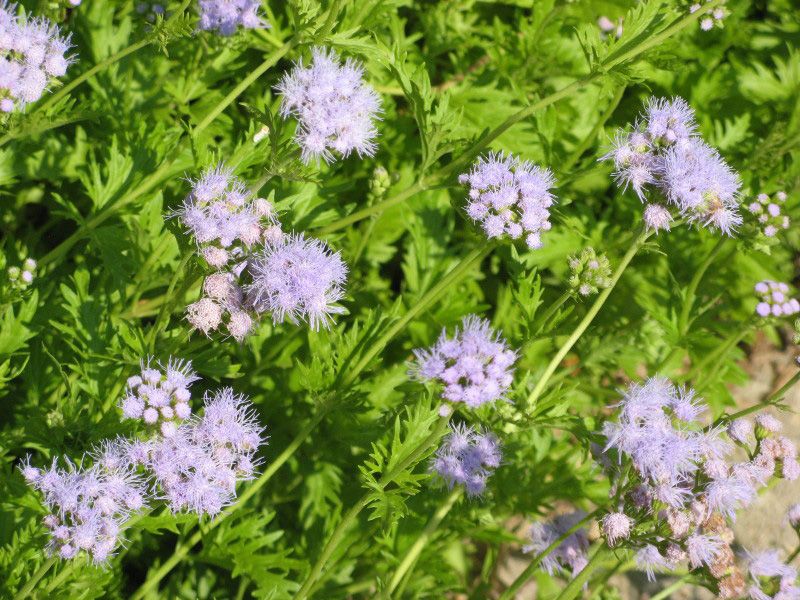 Low-Maintenance Garden Star
