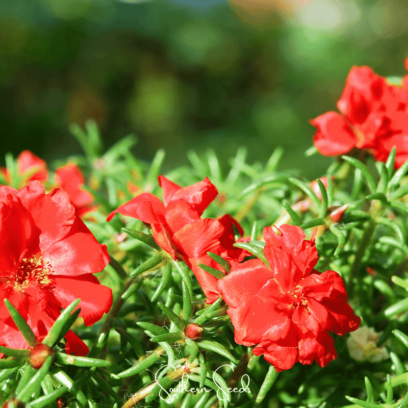 Low-Maintenance Gardening