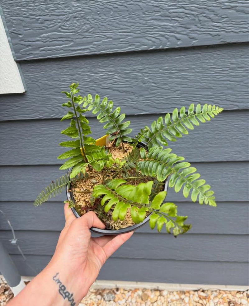 Low-Maintenance Growth Low-Maintenance Growth