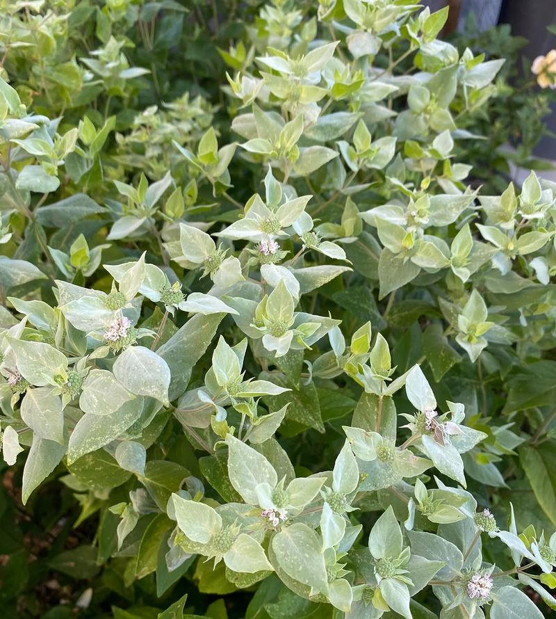 Low Maintenance Growth That Practically Cares For Itself Low Maintenance Growth That Practically Cares For Itself