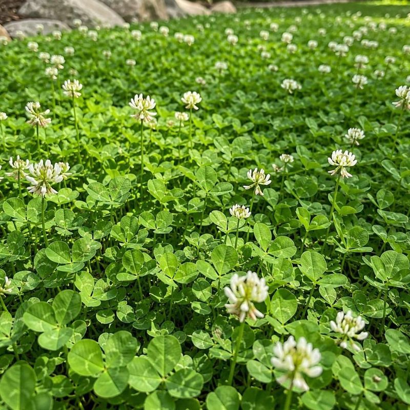 Low Maintenance Lawns Where Clover Truly Thrives Low Maintenance Lawns Where Clover Truly Thrives