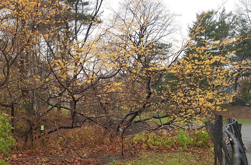 Low Maintenance Once Established In Your Garden Low Maintenance Once Established In Your Garden