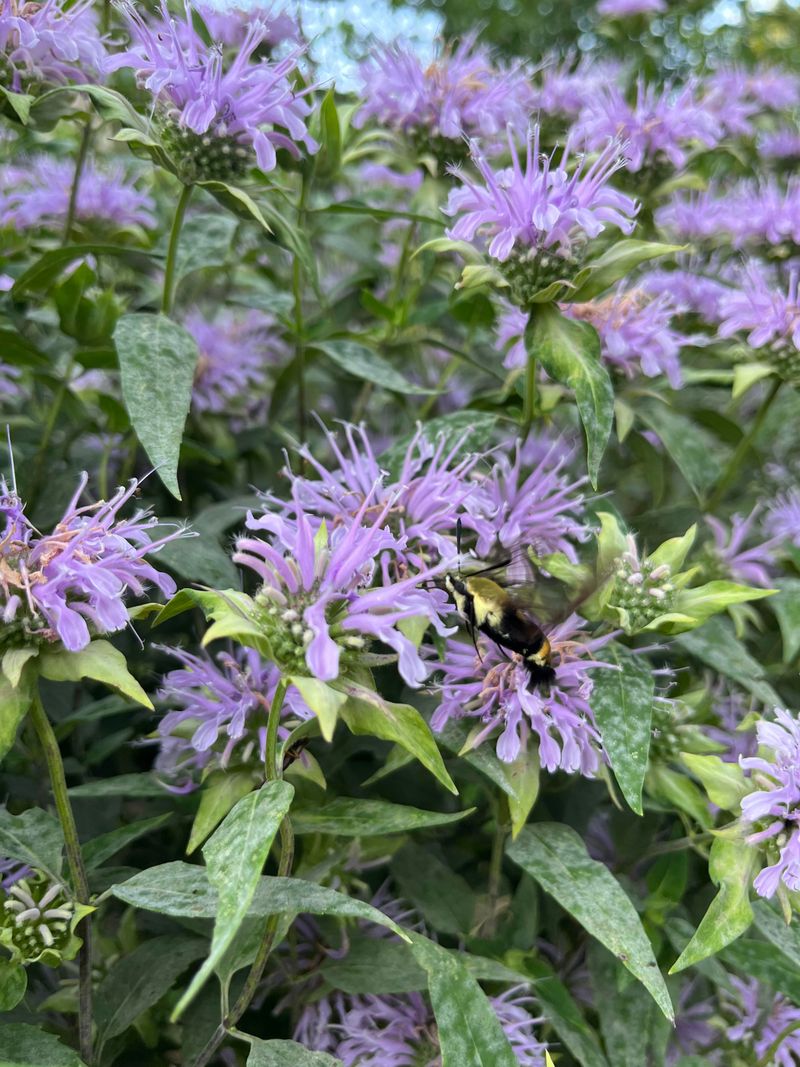 Low Maintenance Once It Gets Going In Your Garden Low Maintenance Once It Gets Going In Your Garden