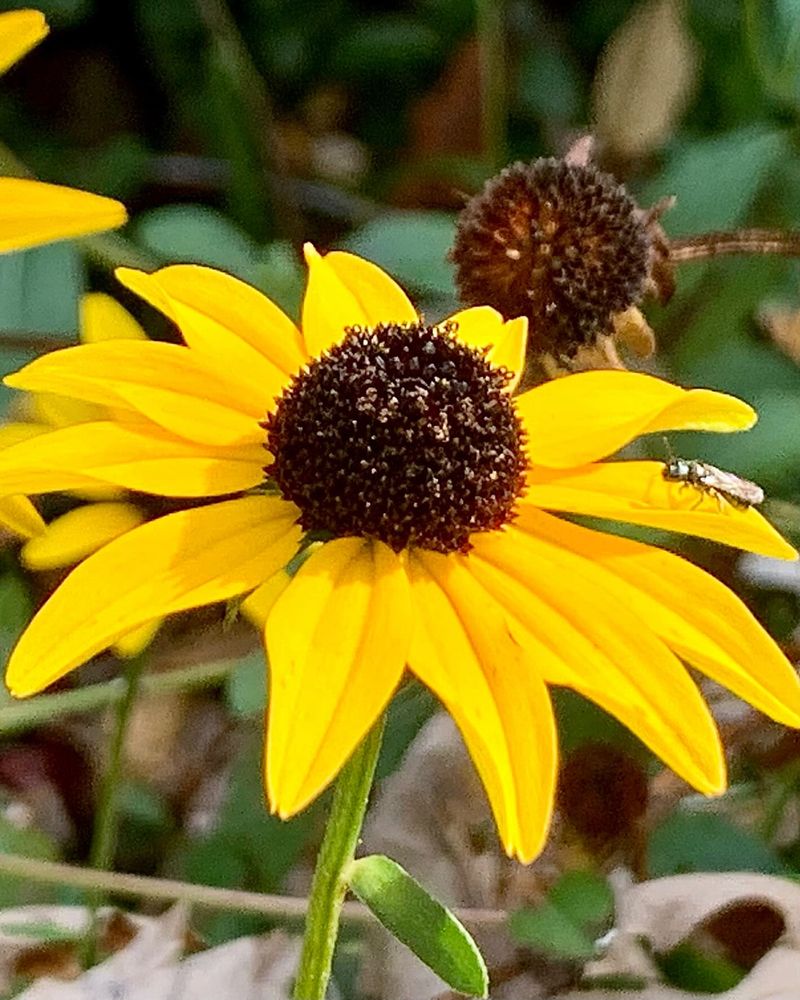 Low Maintenance Requirements Make It A Gardener's Dream
