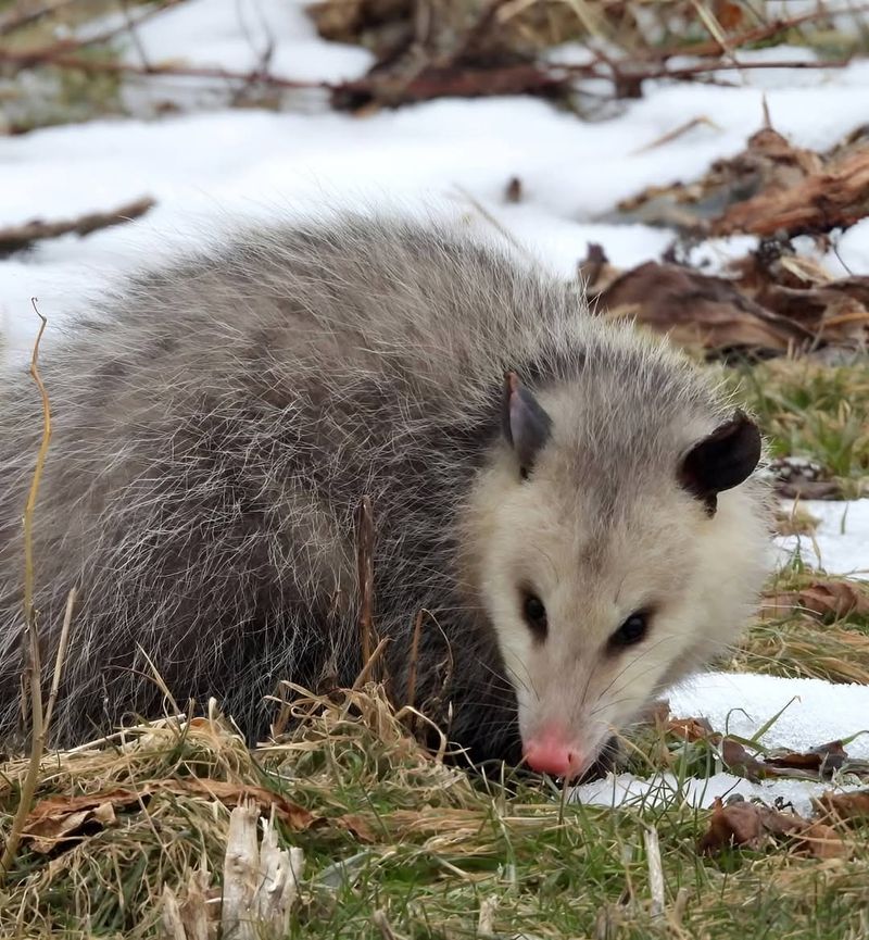 Low Maintenance Wildlife