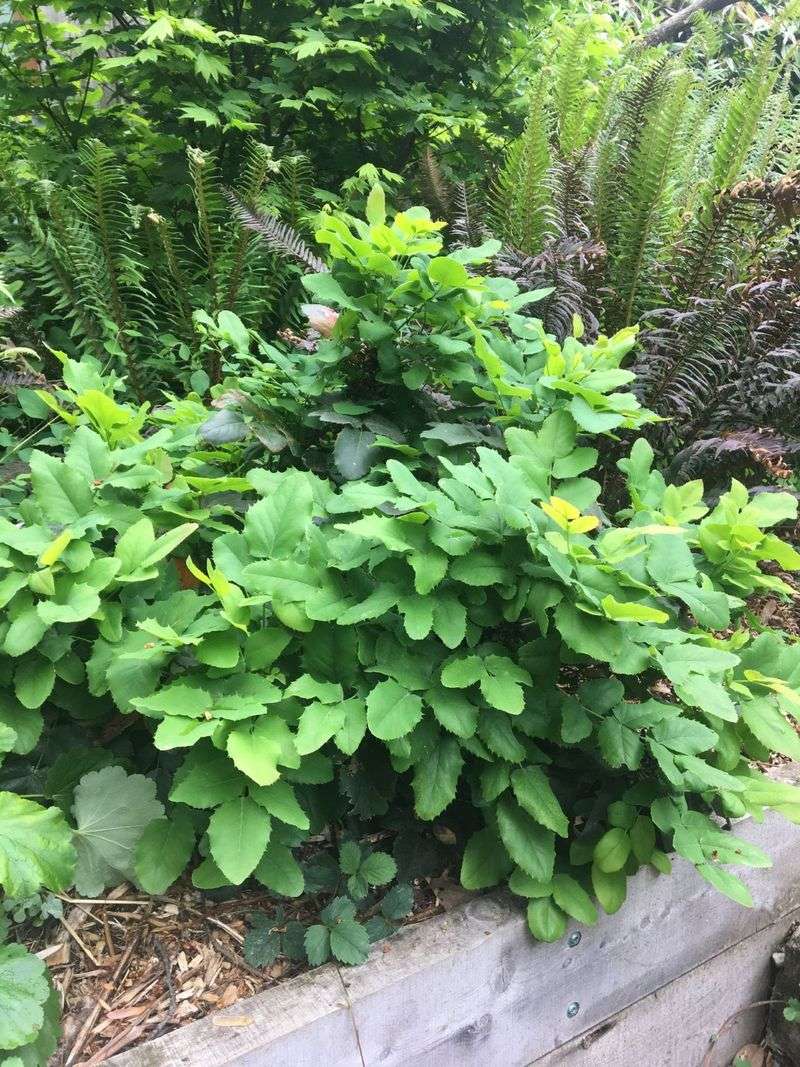 Low Oregon Grape Brings Evergreen Structure Low Oregon Grape Brings Evergreen Structure