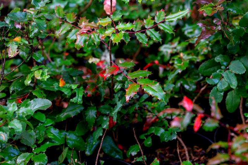 Low Oregon Grape Creates A Tough Evergreen Border