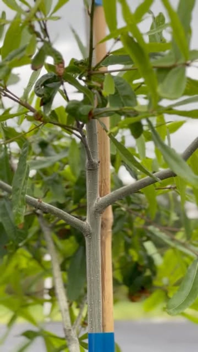 Low Tree Branches Create Daytime Resting Areas Low Tree Branches Create Daytime Resting Areas