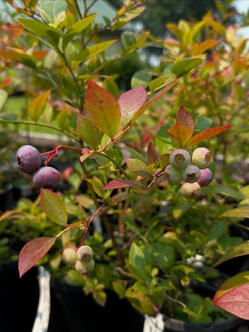 Lowbush Blueberry