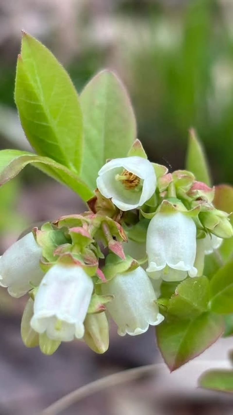 Lowbush Blueberry Lowbush Blueberry
