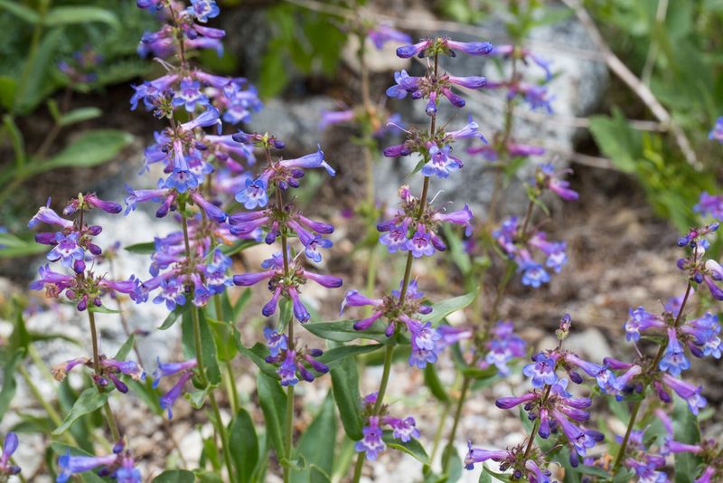 Lowly Penstemon Adds Native Color To Rocky Garden Edges
