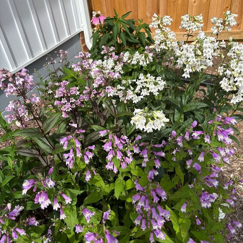 Lowly Penstemon Works In Lean, Open Soil Lowly Penstemon Works In Lean, Open Soil