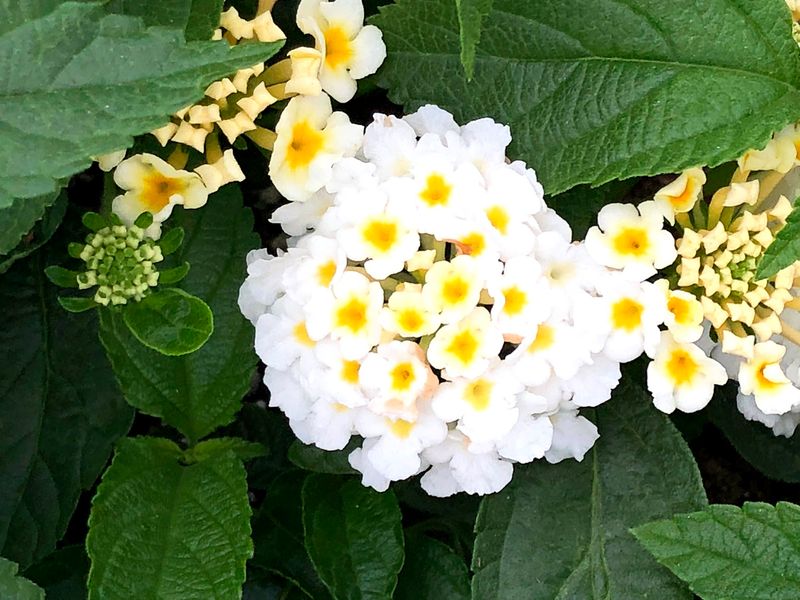 Lucky White Brightens Mixed Pots Without Fighting Other Colors