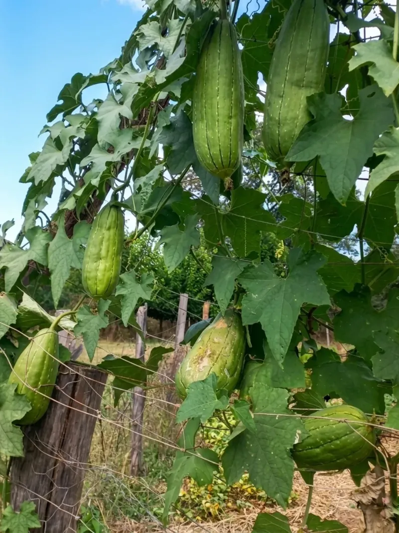 Luffa Handles Heat And Moisture With Ease Luffa Handles Heat And Moisture With Ease