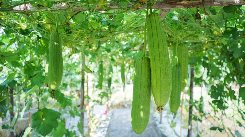 Luffa Needs A Tall Summer Trellis Luffa Needs A Tall Summer Trellis