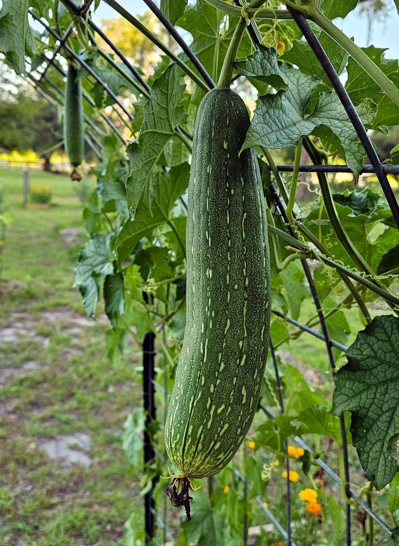 Luffa Needs Time And Strong Support Luffa Needs Time And Strong Support