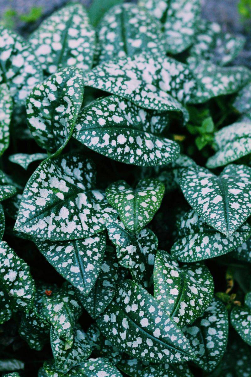 Lungwort Lungwort