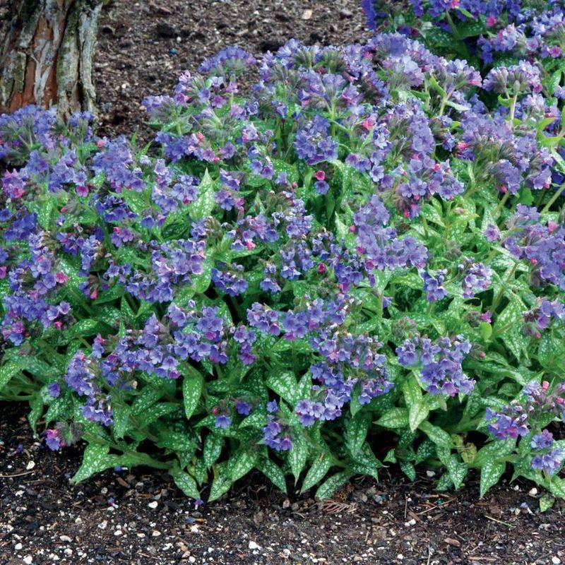 Lungwort Should Wait Until Late Summer