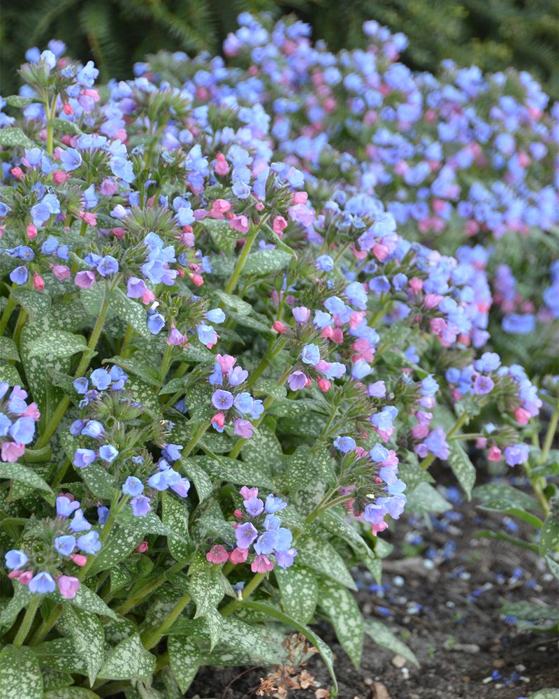 Lungwort Lungwort