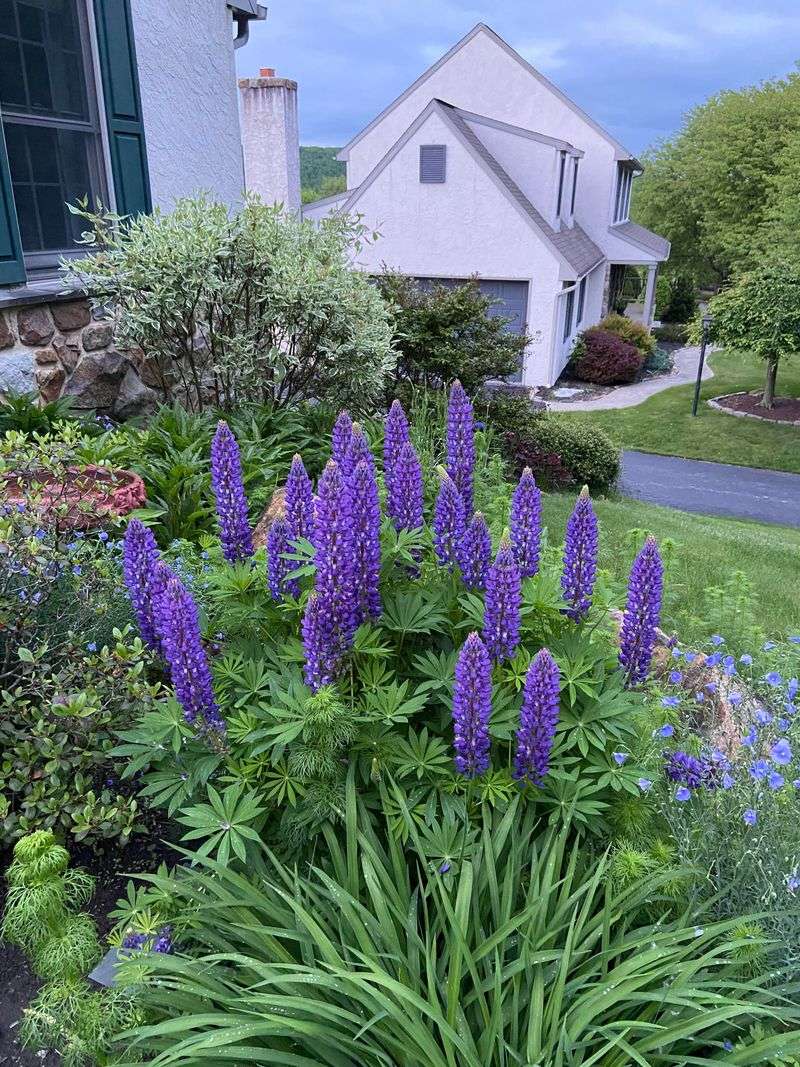 Lupine Lupine