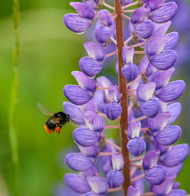 Lupine Lupine