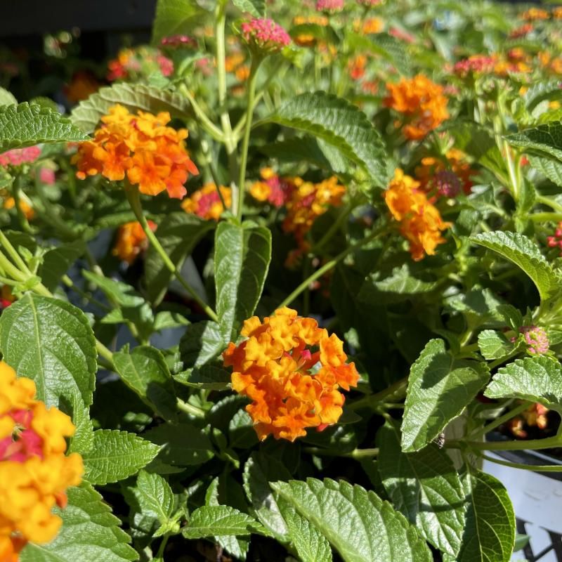 Luscious Citrus Blend Keeps Patio Pots Bright And Cheerful