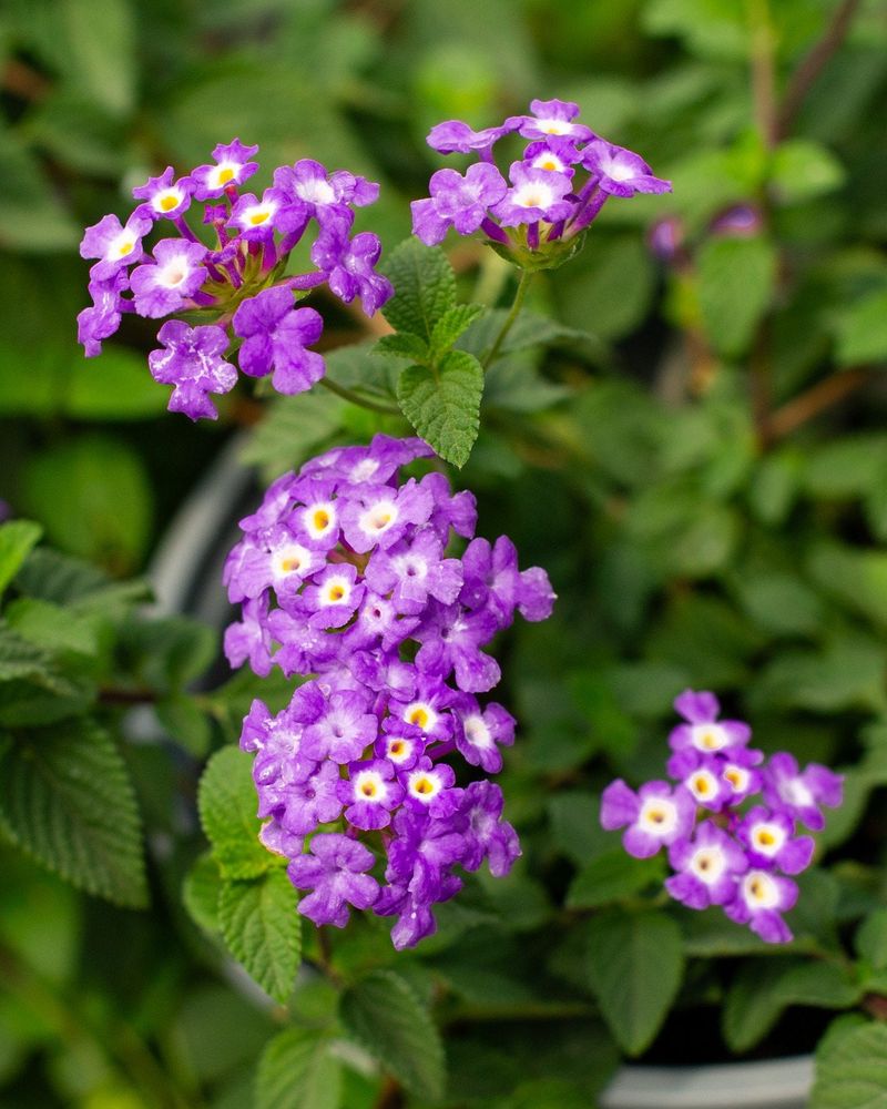 Luscious Grape Adds Cooler Color To Hot Summer Displays