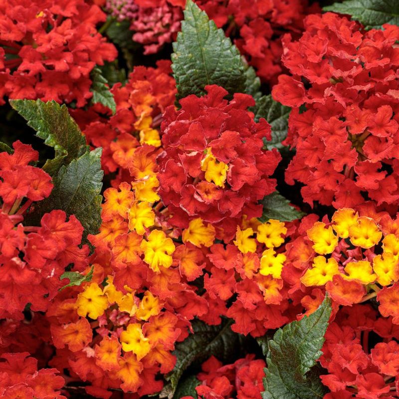 Luscious Royale Red Zone Brings Bold Heat To Sunny Containers
