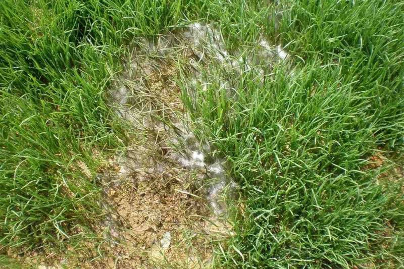 Lush Growth Can Make Lawn Problems Harder To Spot Lush Growth Can Make Lawn Problems Harder To Spot
