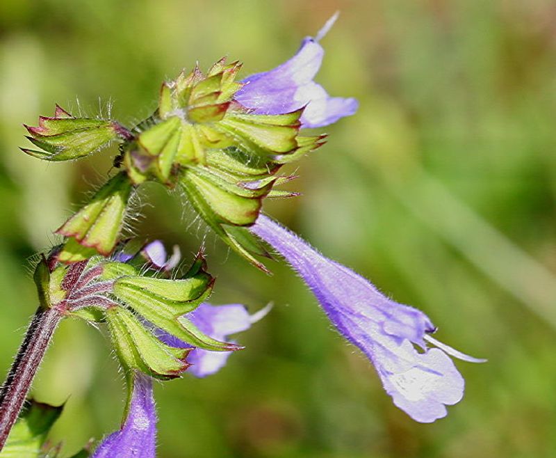 Lyreleaf Sage Adds Low Color Under Taller Natives
