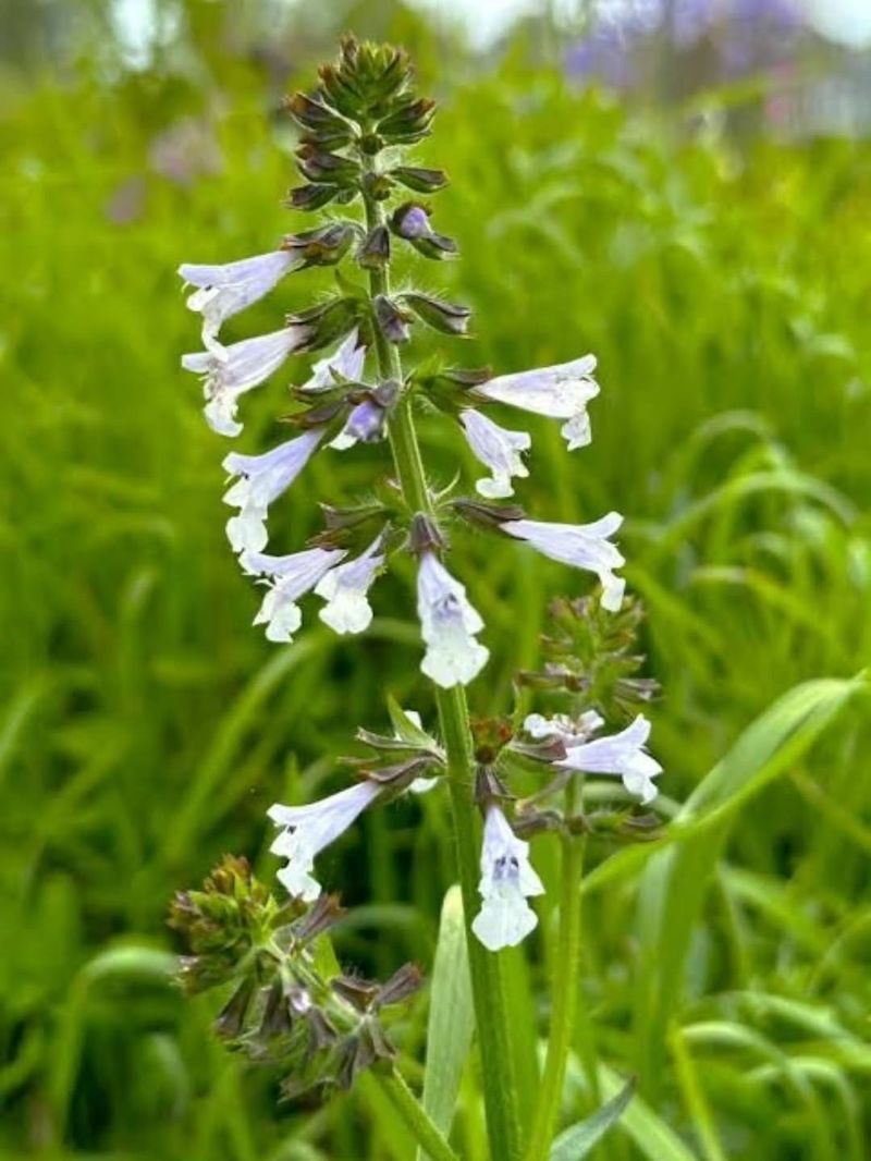 Lyreleaf Sage Brings Foliage And Flowers That Block Weeds