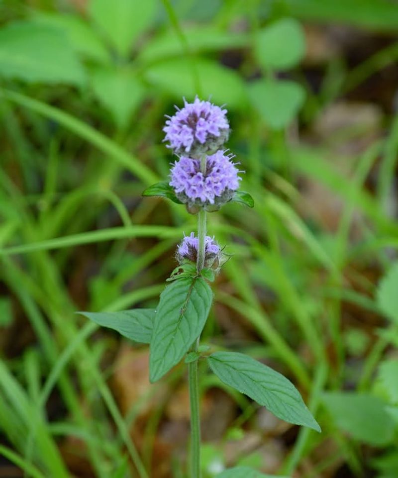 Lyreleaf Sage Gradually Fills Bare Areas Lyreleaf Sage Gradually Fills Bare Areas