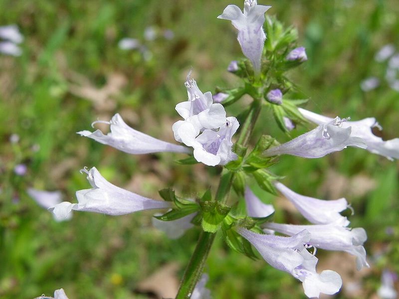 Lyreleaf Sage Softens Bright Shade With Native Rosettes Lyreleaf Sage Softens Bright Shade With Native Rosettes