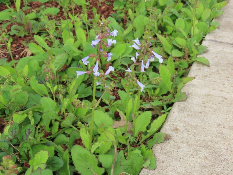 Lyreleaf Sage Works As A Living Ground Cover