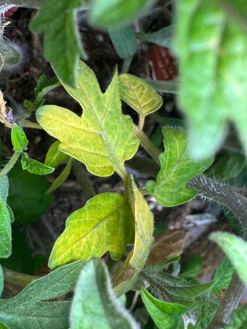 Magnesium Deficiency Creates Yellowing Between The Veins Magnesium Deficiency Creates Yellowing Between The Veins