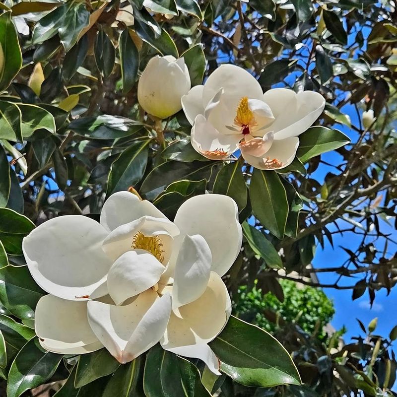 Magnolia