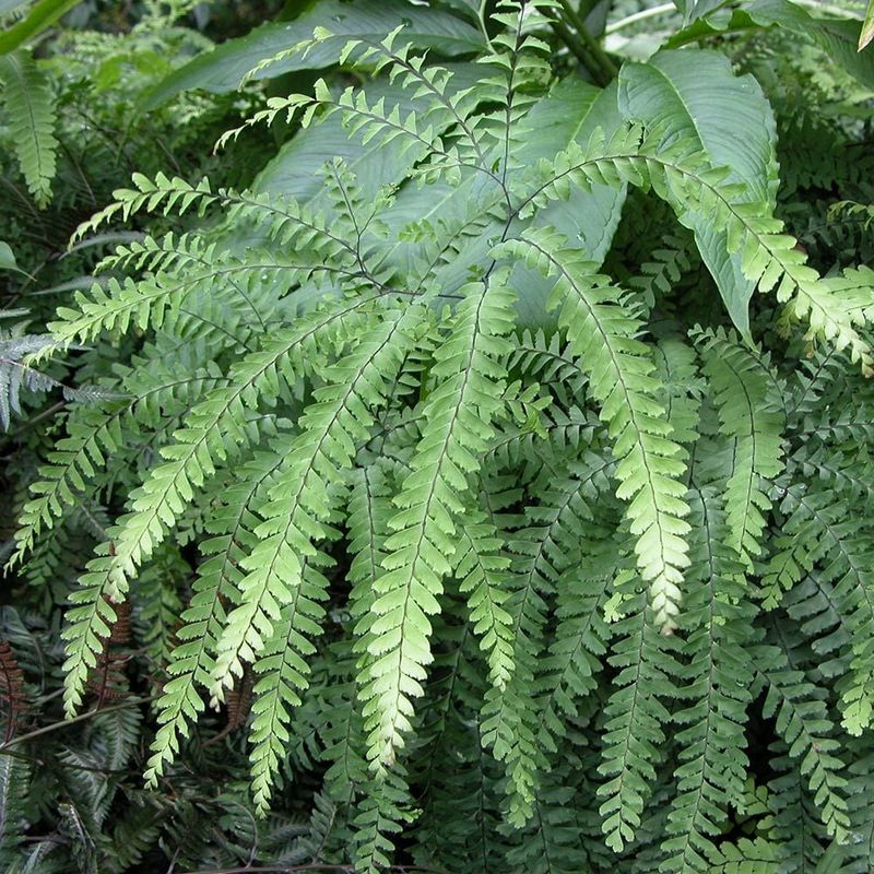 Maidenhair Fern Adds Airy Texture Under Trees