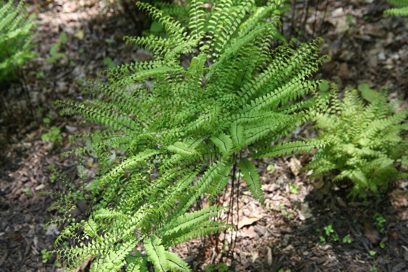 Maidenhair Fern Softens Shade With Delicate Native Texture