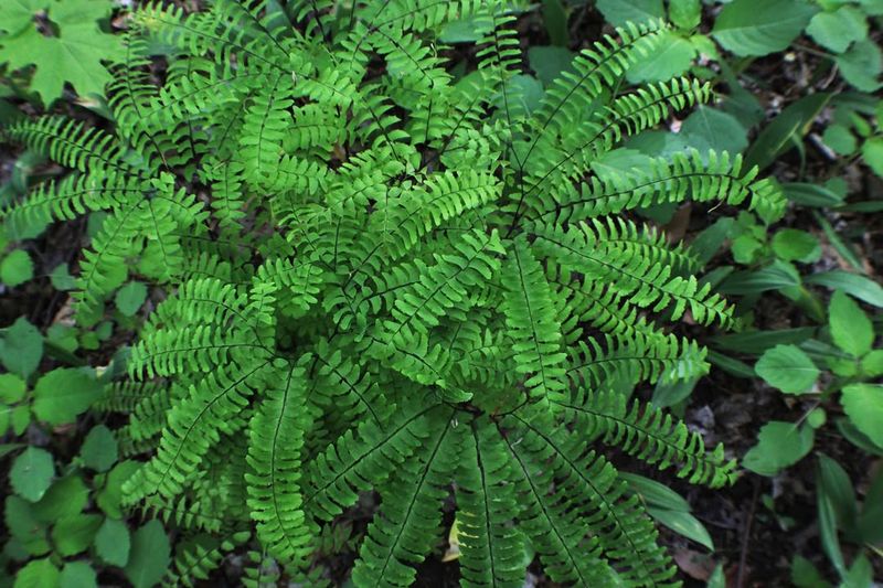Maidenhair Fern Softens Wet Shade With Layered Green Cover Maidenhair Fern Softens Wet Shade With Layered Green Cover