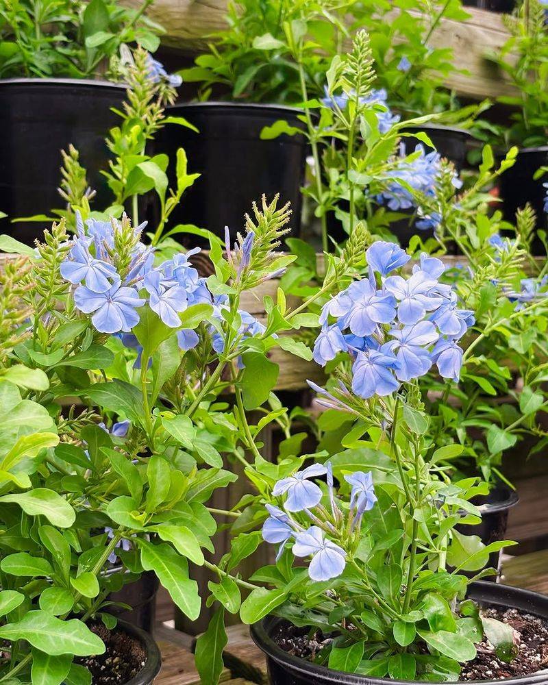 Maintain A Layer Of Mulch Around The Roots