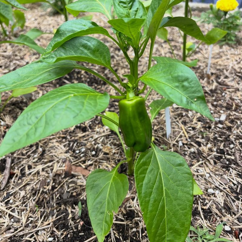 Maintain Consistent Soil Moisture