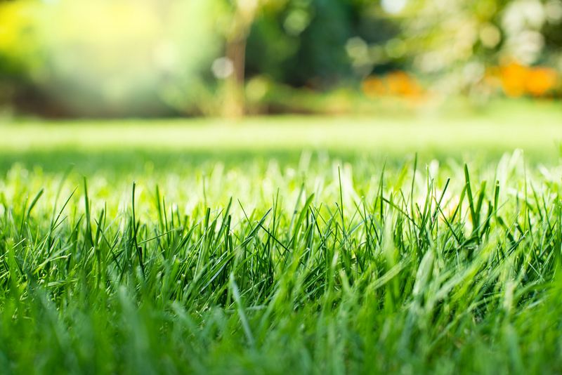 Maintain Healthy Lawns