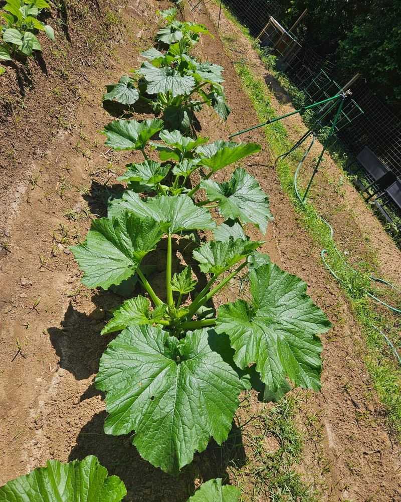 Maintain Healthy, Vigorous Zucchini Plants Maintain Healthy, Vigorous Zucchini Plants