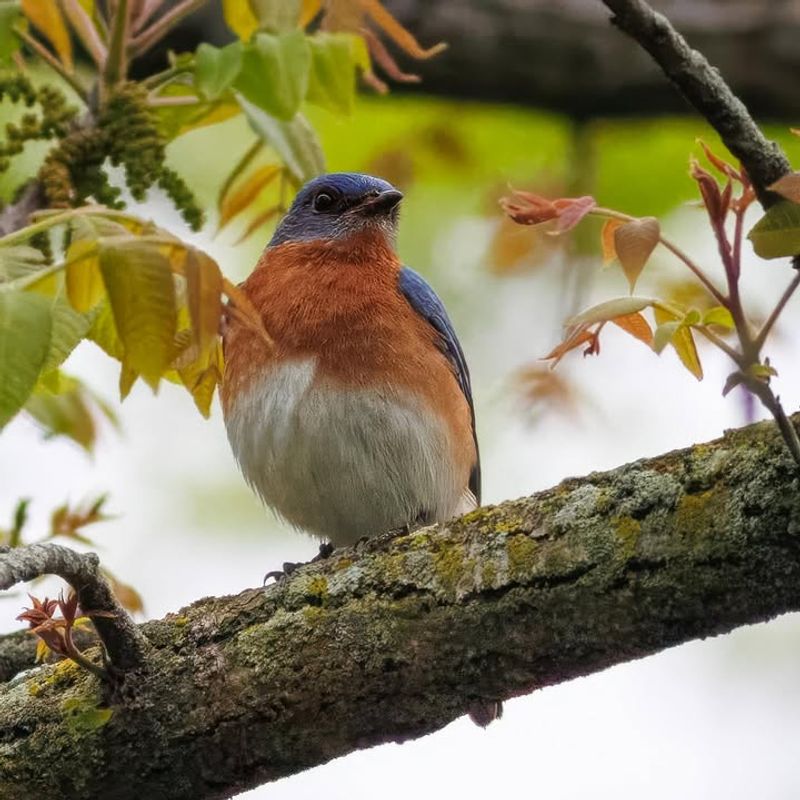 Maintain Open Areas Where Bluebirds Find Food Maintain Open Areas Where Bluebirds Find Food