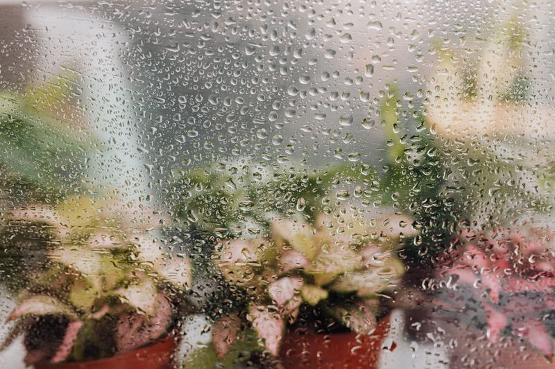 Maintain Proper Humidity Maintain Proper Humidity