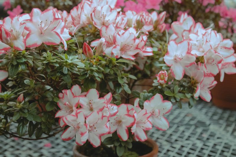 Maintain Soil PH Of 4.5-6.0