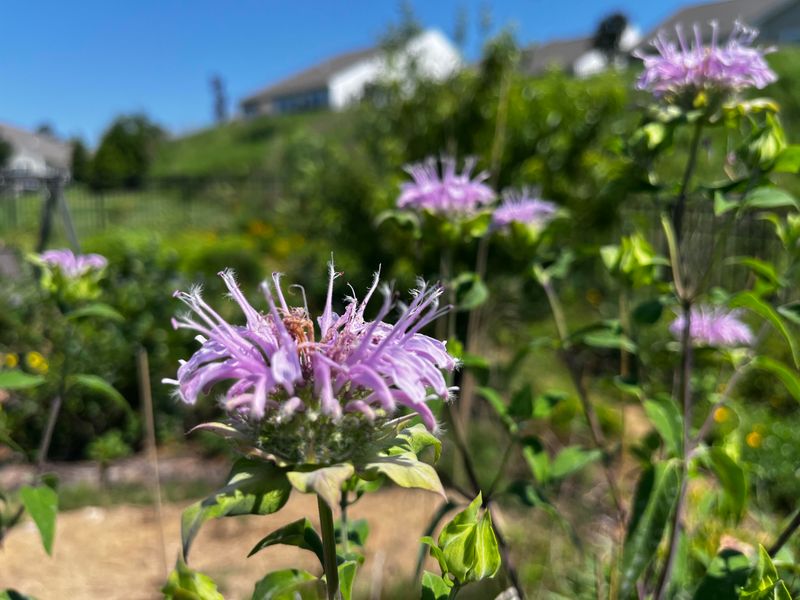 Maintaining Diverse Native Plantings
