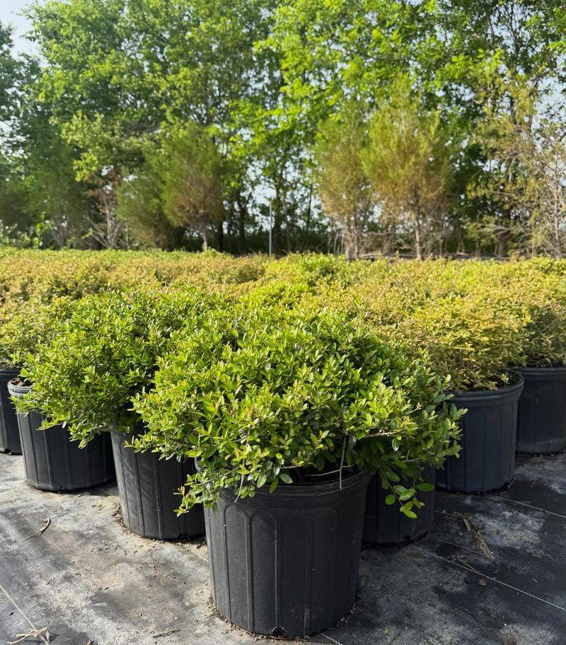 Maintenance Tips To Keep It Thriving Maintenance Tips To Keep It Thriving